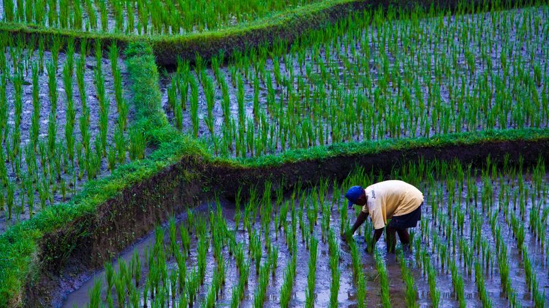 Olam Agri PIF, Olam Agri Holdings Salic